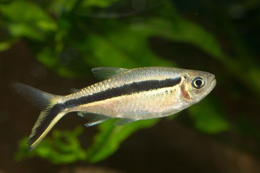 Nice and popular aquarium fish from genus Boehlkea.