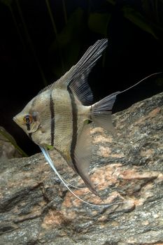 Cichlid fish from genus Pterophyllum in the aquarium