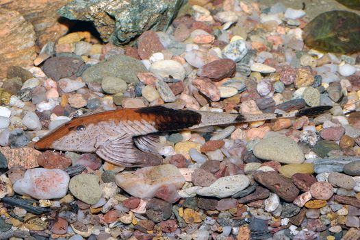 Nice suckermouth fish in the aquarium bottom.