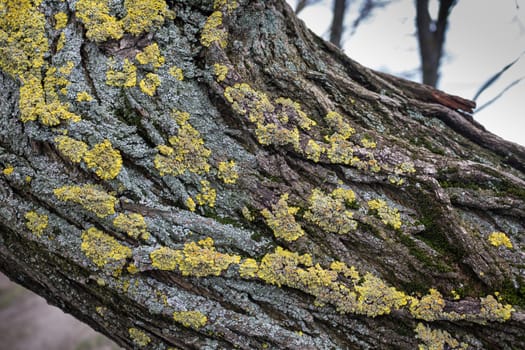 Green and yellow color of the lichen on the trunk of an old declined tree.