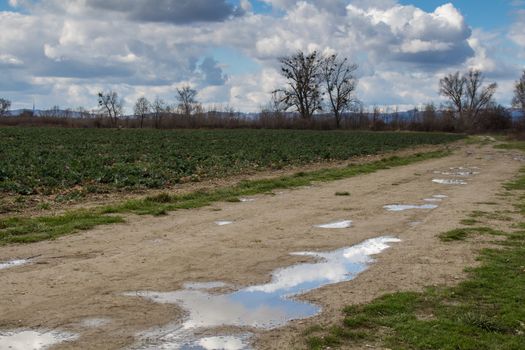 Late winter period. Grass and field again green, trees still without leaves. Puddles after the night rain reflecting cloudy sky.