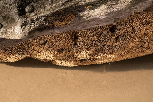 Detail of a structure of a coral during the low tide, growing on a rock at the seashore.