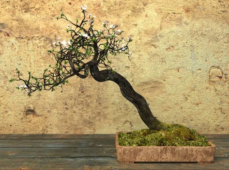 Decorative bonsai tree standing on a wooden table