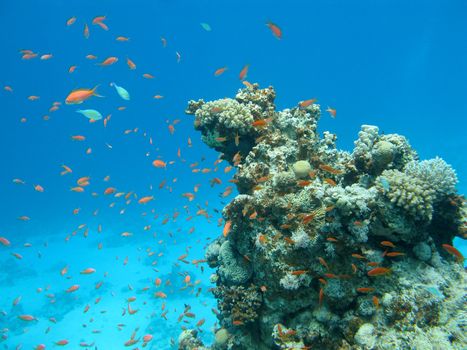 colorful coral reef with shoal of fishes scalefin anthias in tropical sea