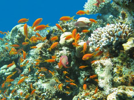 colorful coral reef with shoal of fishes scalefin anthias in tropical sea