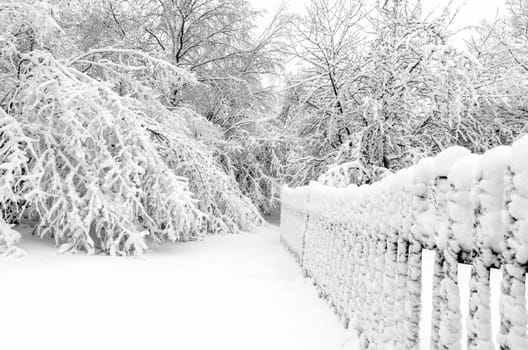 Winter with snow on trees after storm