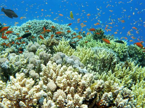 colorful coral reef with hard corals and  shoal of fishes scalefin anthias in tropical sea, underwater
