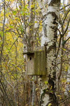 one birdhouse up in the tree in the forrest when its autumn