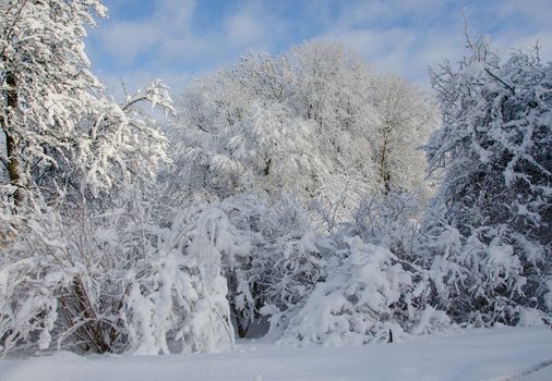 winter in sweden with snow on the tree and blue sky