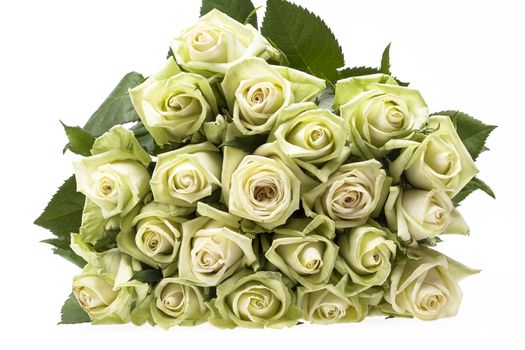 bouquet of white-green rosses on white background