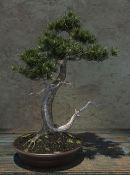 Decorative bonsai tree standing on a wooden table