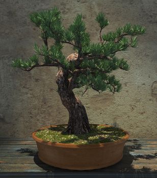 Decorative bonsai tree standing on a wooden table