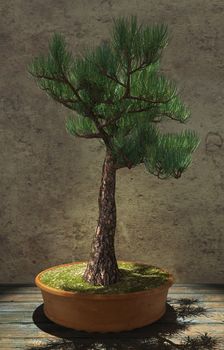 Decorative bonsai tree standing on a wooden table