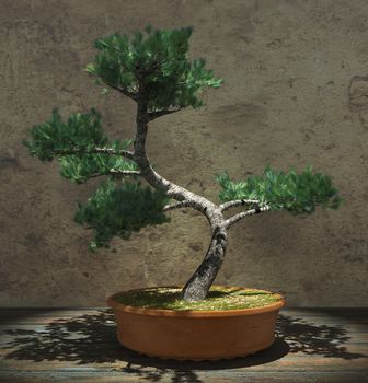 Decorative bonsai tree standing on a wooden table