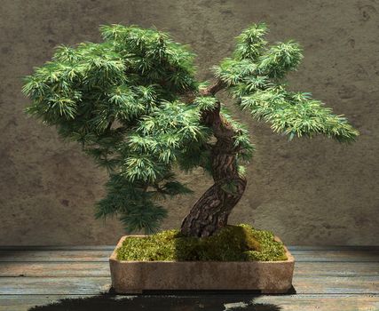 Decorative bonsai tree standing on a wooden table