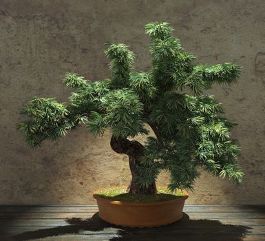 Decorative bonsai tree standing on a wooden table