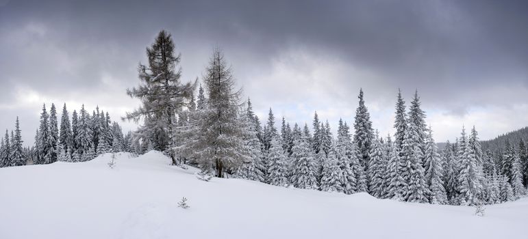 Frozen winter forest in the fog. Carpathian, Ukraine