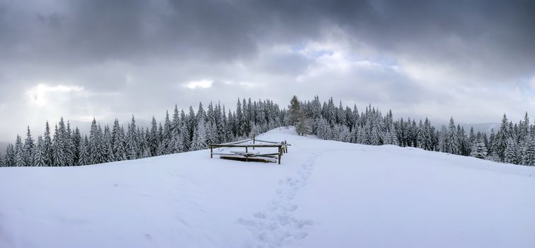 Frozen winter forest in the fog. Carpathian, Ukraine