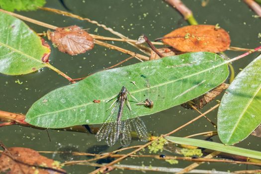 Deadly dragonfly on a green leaf