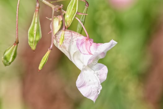 Pink white flower with blurred background