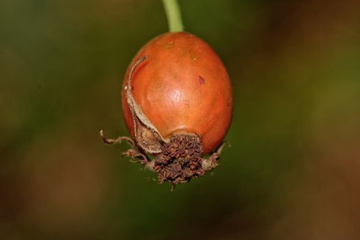 Ripe red rose hips on a dark blurred background