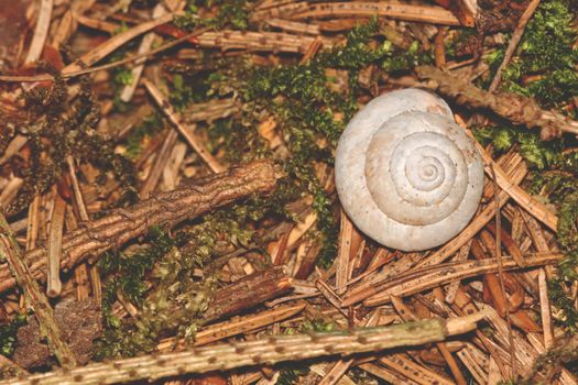 Grey snail conch on the brown pine needles