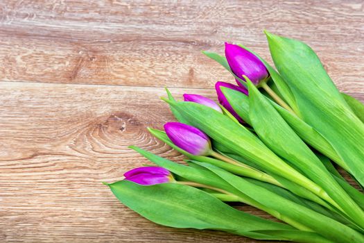 Violet tulips on a brown wooden background