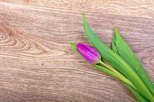 Violet tulips on a brown wooden background