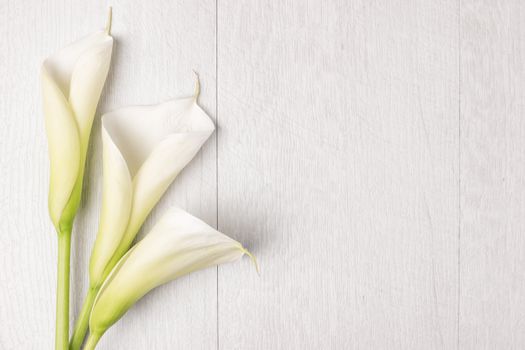 Elegant spring flower, calla lily on rustic wooden table. For wedding background image. Top view with copy space