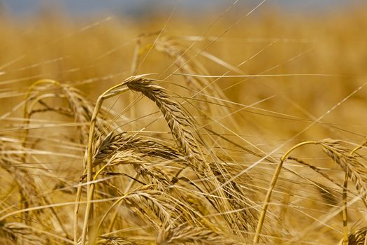   the ripened ears of cereals photographed by a close up