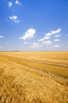  Agricultural field on which grow ripe wheat.