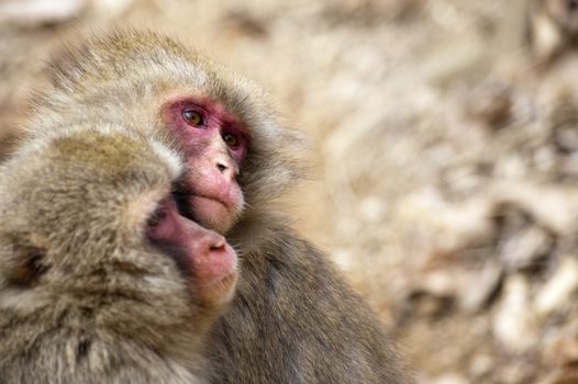Close of two affectionate little monkeys hugging each other in park near Kyoto Japan