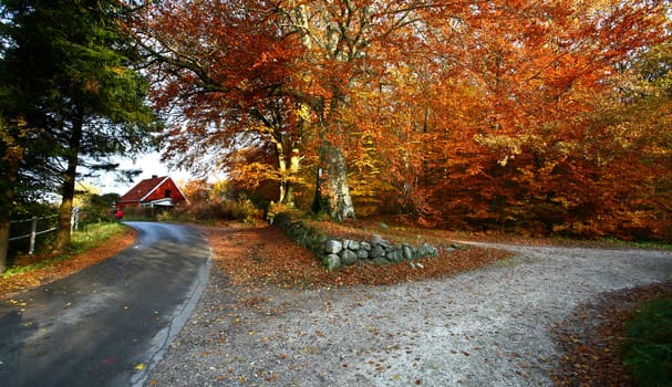 Ravnsholt Skov forest in  Alleroed - Denmark in autumn