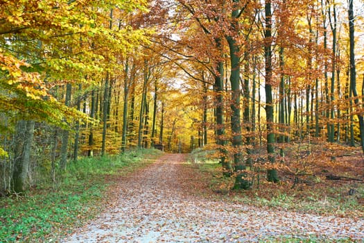 Ravnsholt Skov forest in  Alleroed - Denmark in autumn
