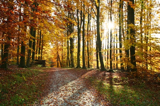 Ravnsholt Skov forest in  Alleroed - Denmark in autumn