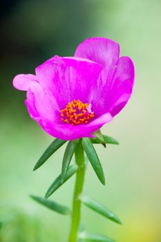 Common Purslane flower in the garden