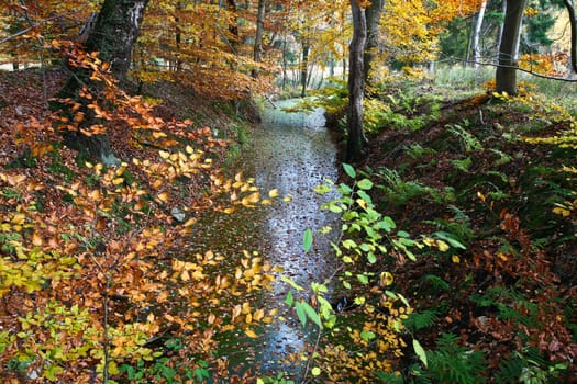 Ravnsholt Skov forest in  Alleroed - Denmark in autumn