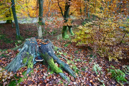 Ravnsholt Skov forest in  Alleroed - Denmark in autumn