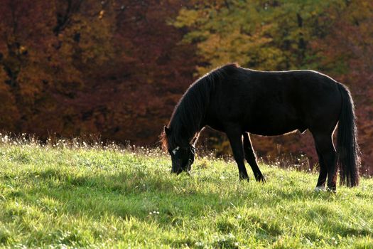 Ravnsholt Skov forest in  Alleroed - Denmark in autumn and a horse