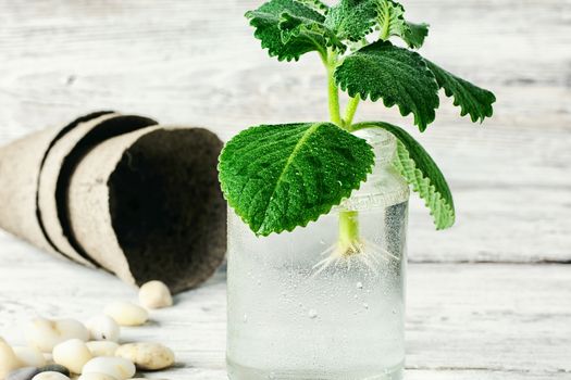 Seedling of plant takes root in glass jar with water