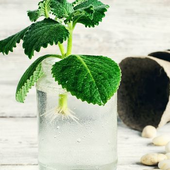 Seedling of plant takes root in glass jar with water