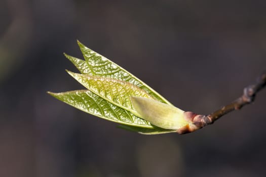 The close-up of young leaves in the spring