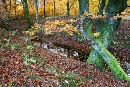 Ravnsholt Skov forest in  Alleroed - Denmark in autumn
