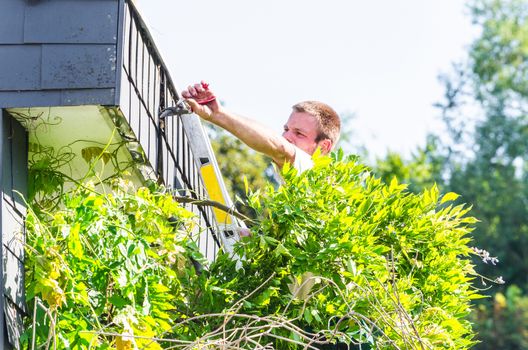 Gardener standing on a ladder in front of a house. Trimming an ivy with a hedge trimmer.