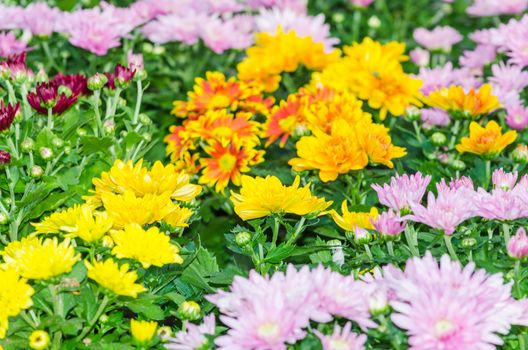 Different varieties flower in a flower stand.