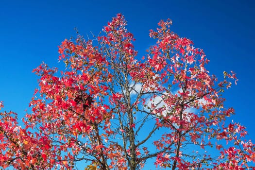 Autumn tree in November in sunny weather before blue sky.