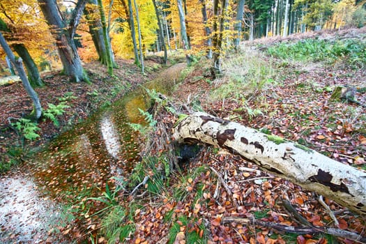 Ravnsholt Skov forest in  Alleroed - Denmark in autumn