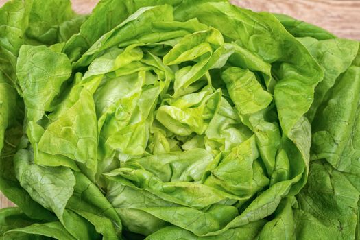 The detail of the green leaves of spring lettuce