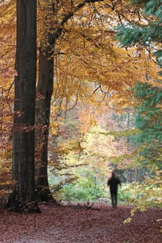 Ravnsholt Skov forest in  Alleroed - Denmark in autumn