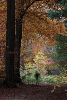 Ravnsholt Skov forest in  Alleroed - Denmark in autumn
